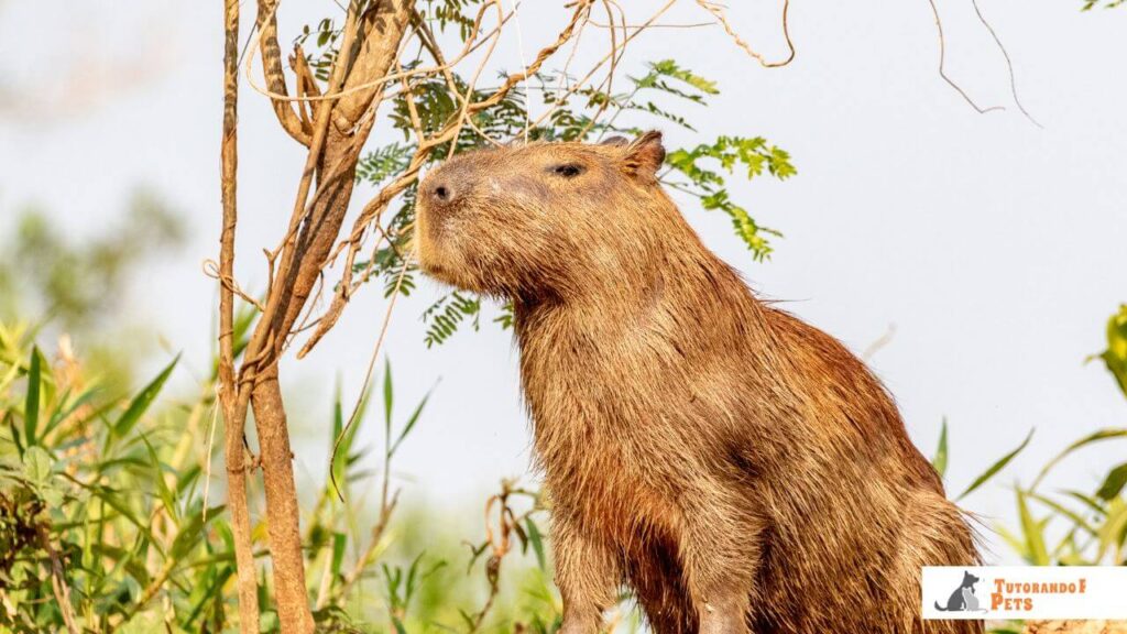 Fotografia de perfil de uma capivara adulta em seu habitat natural, à beira de um rio com vegetação verde ao fundo. O animal está parado, mostrando sua pelagem densa e marrom, focinho quadrado característico e orelhas pequenas no topo da cabeça. Luz natural de fim de tarde.