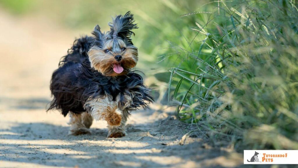 Cachorro da raça Yorkshire Terrier correndo alegremente, ilustrando a descarga de energia típica dos Zoomies, comum também em raças de pequeno porte.