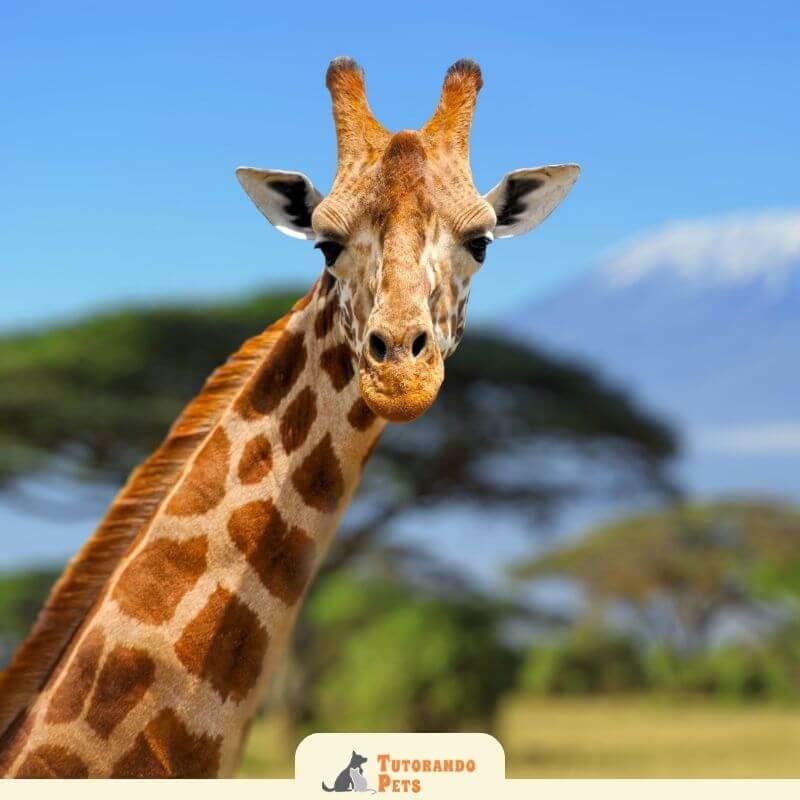 Foto em close-up extremo da cabeça de uma girafa, destacando seus grandes olhos escuros, cílios longos, orelhas e os ossicones (chifres). O fundo é um céu azul límpido.