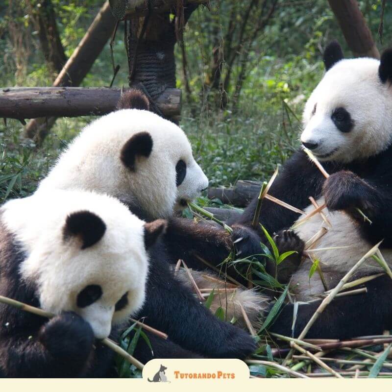 Três pandas gigantes interagindo em uma estrutura de madeira (playground). Um panda está deitado no topo, outro escala a lateral e um terceiro observa da base, em um ambiente ensolarado com árvores ao fundo.