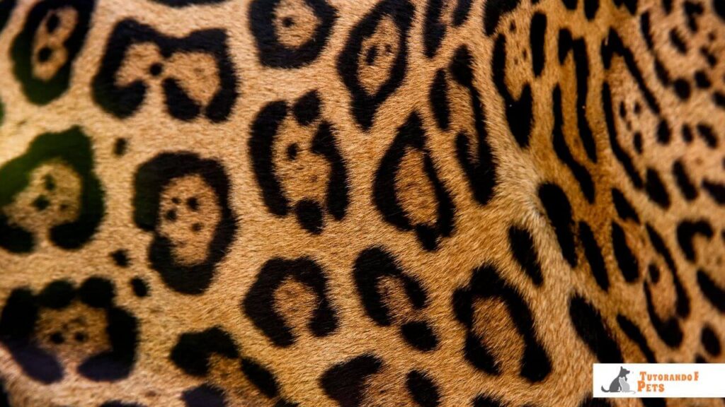 Rosetas das onças pintadas