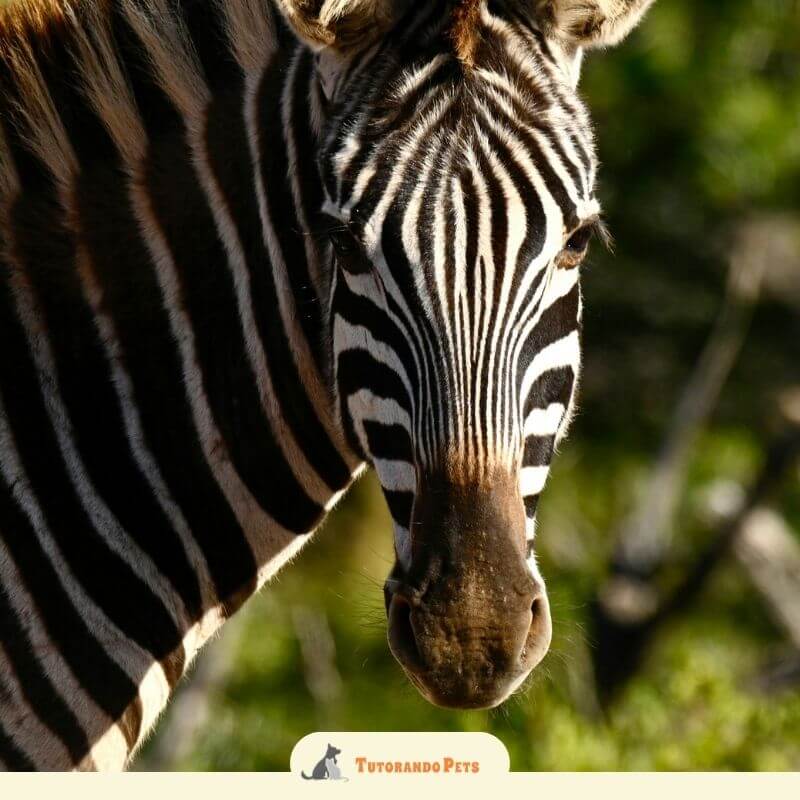 Esta imagem apresenta um close-up detalhado da cabeça de uma zebra, focando em seu padrão único de listras pretas e brancas. A fotografia captura o animal de frente, destacando a simetria das listras que partem do focinho em direção ao topo da cabeça e às orelhas.
