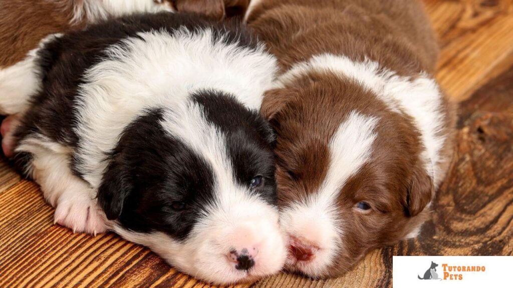 Close-up de dois filhotes de Border Collie muito jovens dormindo juntos sobre uma superfície de madeira; um filhote é preto e branco e o outro é marrom e branco.