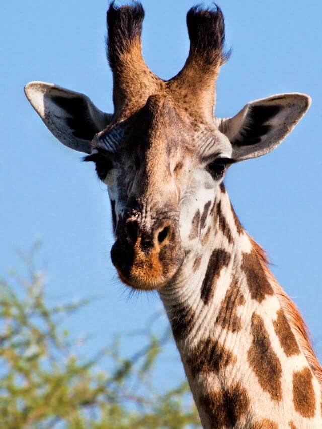 5 habilidades dos Animais Estranhas