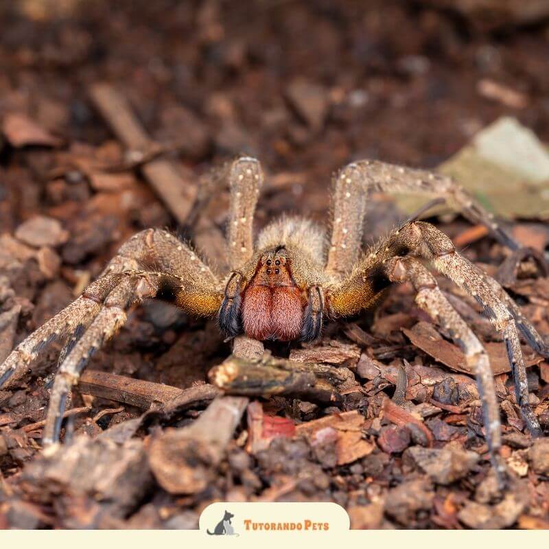 Fotografia macro frontal de uma aranha-armadeira. O destaque está nas quelíceras (presas) cobertas por pelos vermelhos vibrantes e nos olhos pequenos e negros centralizados. O corpo é marrom e peludo. No rodapé, há o logotipo 'Tutorando Pets' com a silhueta de um cão e um gato.
