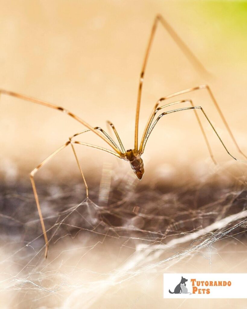 Fotografia em close-up de uma aranha treme-treme (Pholcus phalangioides) vista de frente em sua teia irregular. A aranha possui corpo pequeno, alongado e de cor bege, com pernas extremamente longas e finas que apresentam articulações escuras. O fundo é desfocado em tons de areia e amarelo, e há um logotipo no canto inferior direito escrito "Tutorando Pets" com a silhueta de um cão e um gato.