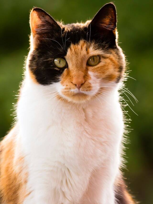 10 Fatos Surpreendentes sobre Gatos