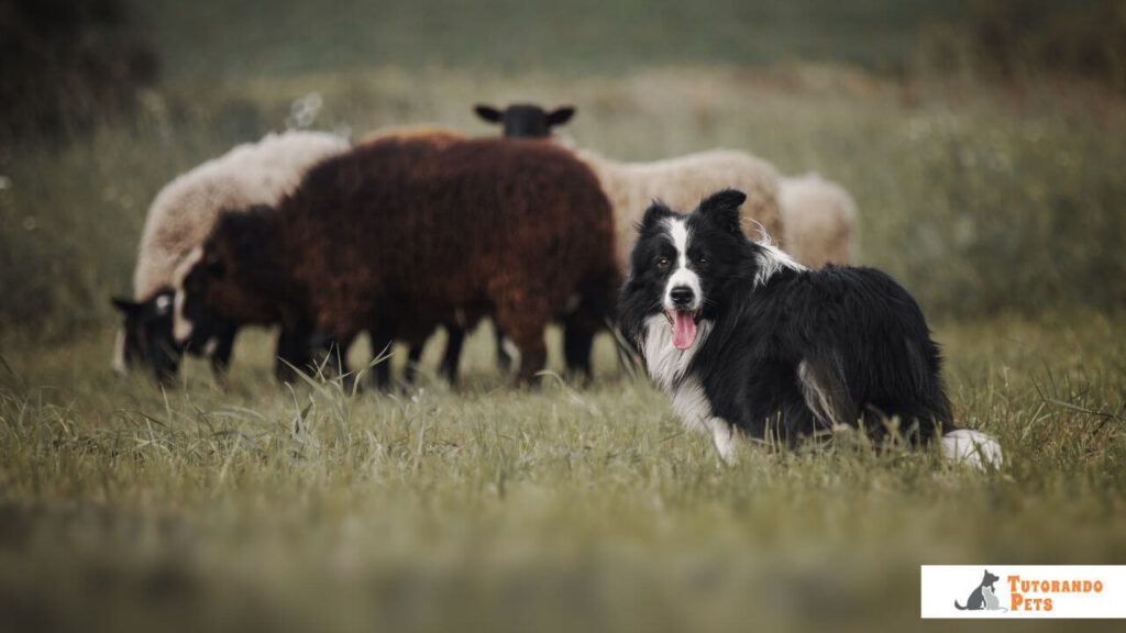 Border Collie preto e branco em pé em um pasto verde, olhando para trás em direção à câmera com a boca aberta e língua de fora. Ao fundo, um pequeno rebanho de ovelhas brancas e marrons desfocadas. No canto inferior direito, o logotipo do blog Tutorando Pets