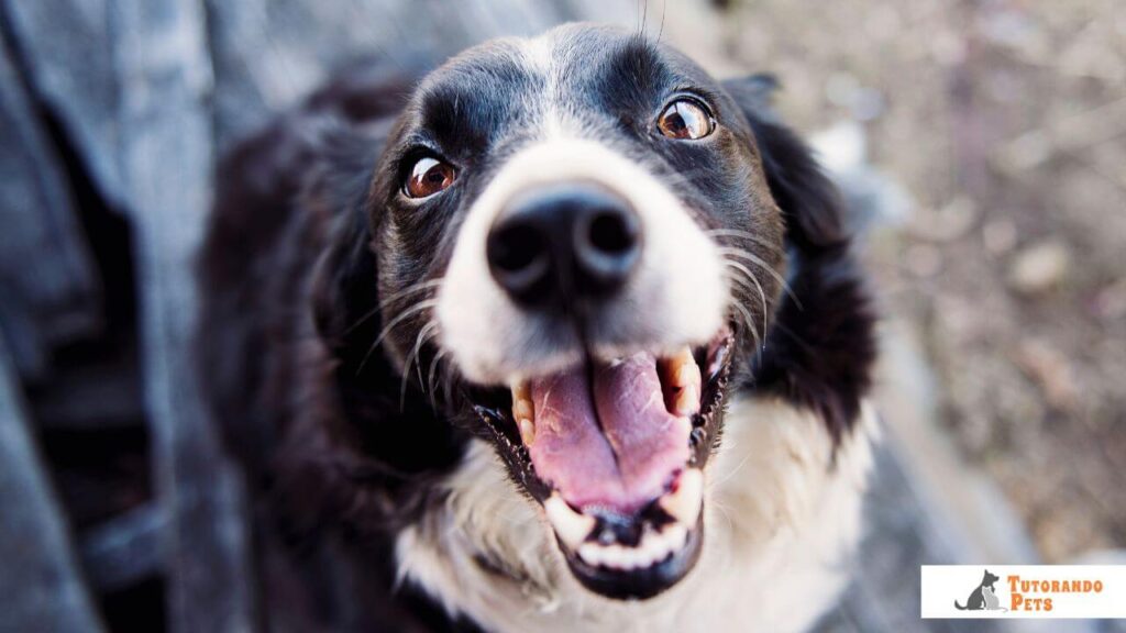Close-up extremo do rosto de um Border Collie preto e branco olhando para cima com expressão de felicidade e alerta. O foco está nos olhos castanhos brilhantes e no focinho úmido, com a boca aberta em um 'sorriso'. Fundo desfocado em tons de cinza e azul. No canto inferior direito, o logotipo do blog Tutorando Pet
