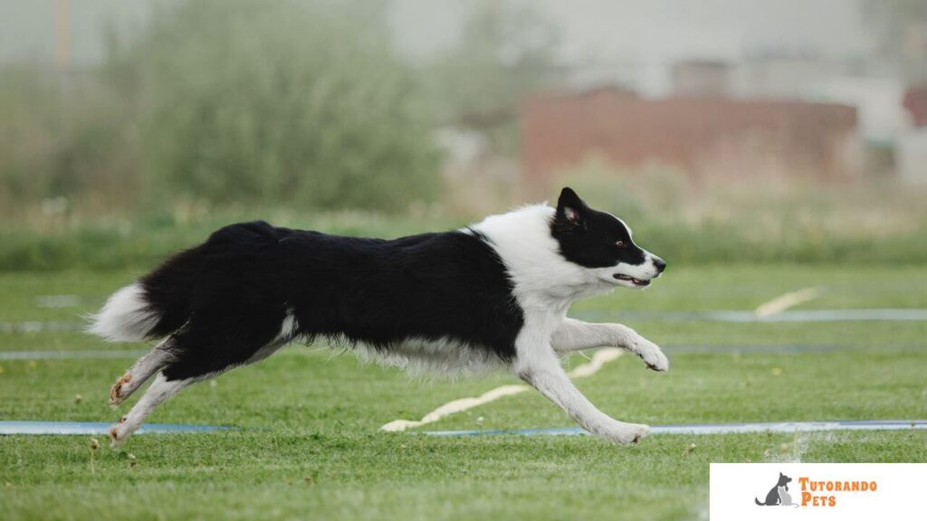 Uma fotografia de alta velocidade de um Border Collie em um circuito de Agility, demonstrando a musculatura tensionada e o foco absoluto enquanto salta um obstáculo.