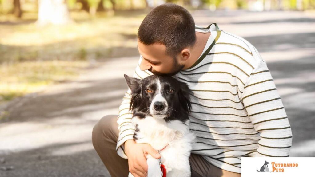  Um close-up de um Border Collie olhando fixamente nos olhos de seu tutor, com uma expressão de alerta e inteligência, em um momento de conexão profunda durante uma sessão de treinamento.