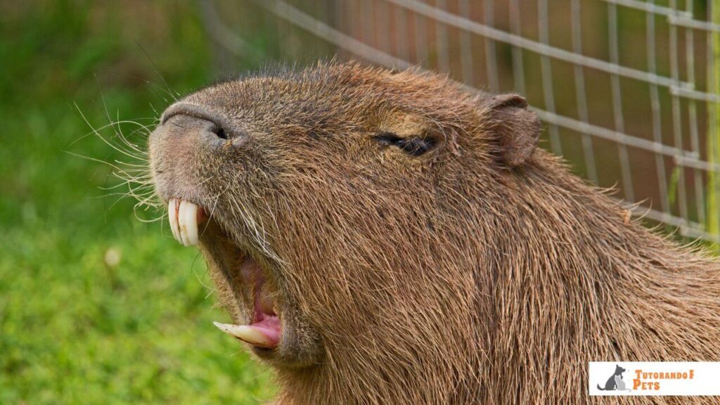 Close-up do rosto de uma capivara exibindo seus grandes dentes incisivos, destacando a característica de crescimento contínuo dos roedores."