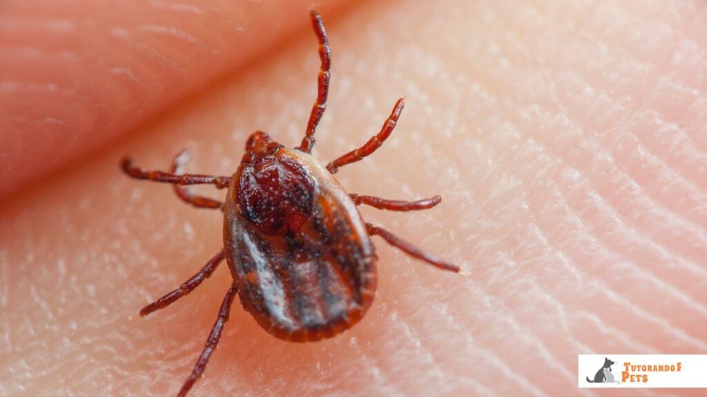 Close-up detalhado de um carrapato-estrela (Amblyomma cajennense), o vetor responsável pela transmissão da bactéria da Febre Maculosa.