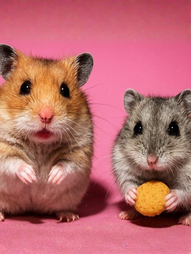 Hamster Sírio vs Anão Russo