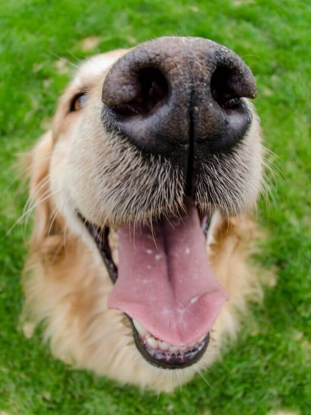 O Que Seu Cão Diz Pelo Focinho