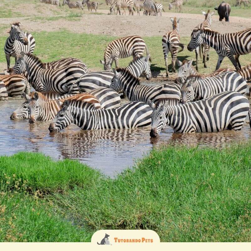 A fotografia captura aproximadamente 15 zebras em uma planície aberta. Em primeiro plano, cinco zebras estão parcialmente submersas em um pequeno corpo d'água, bebendo enquanto mantêm o corpo próximo uns dos outros. O padrão de listras pretas e brancas de seus corpos cria uma ilusão visual de continuidade, dificultando a distinção de onde termina um indivíduo e começa o outro.Ao fundo, outras zebras pastam em uma área de terra seca e grama baixa, enquanto a vegetação em primeiro plano é composta por grama verde vibrante. No rodapé central da imagem, há um logotipo branco com a silhueta de um cão e um gato e o texto "Tutorando Pets