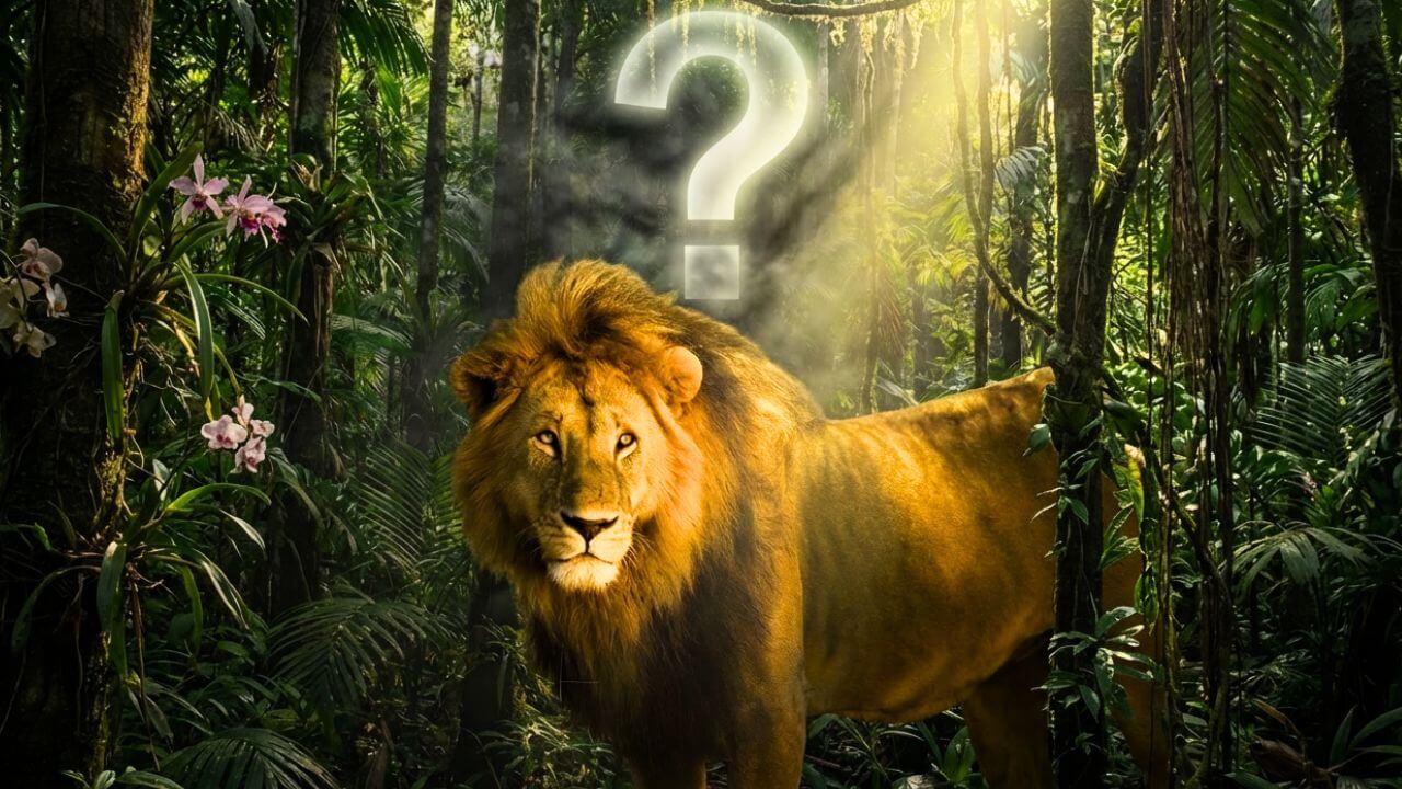 existe leão na floresta amazônica?. Um leão no meio da floresta amazônica, e uma interrogação no meio.