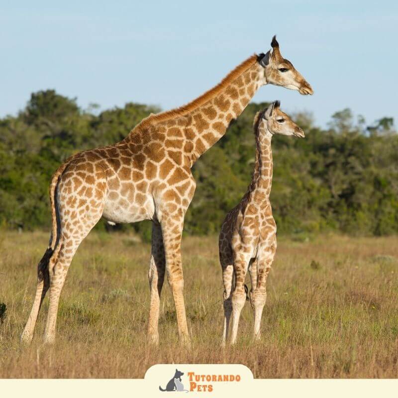 Fotografia de uma girafa vista de frente, com o pescoço inclinado, em uma savana africana. Ao fundo, árvores típicas da região e uma montanha levemente desfocada sob o céu azul.