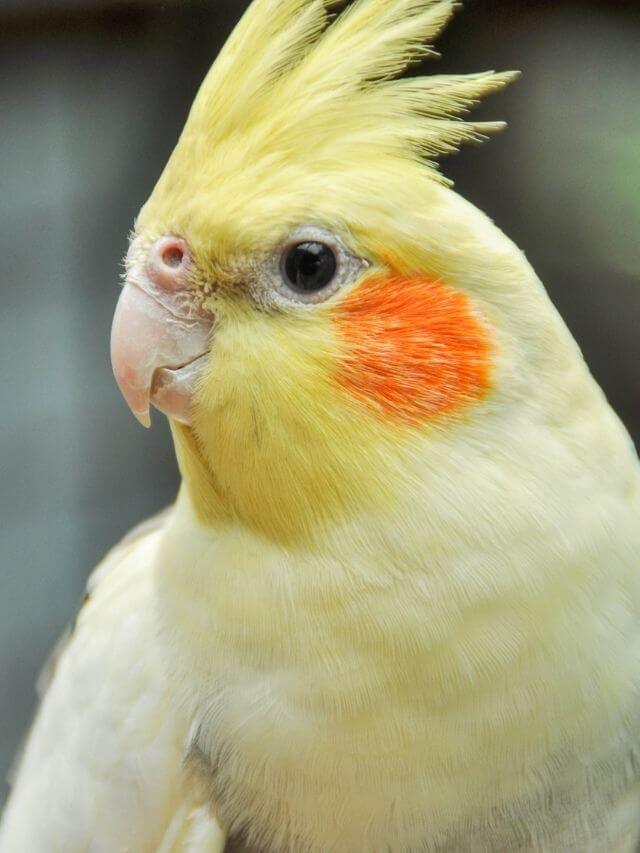 Guia: Cuidados com sua Calopsita