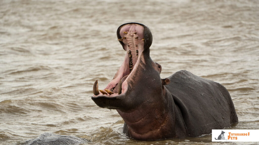 Close-up em alta resolução de um hipopótamo macho adulto exibindo o comportamento de "gaping" (boca aberta a 150 graus), focando na textura dos caninos de marfim e na profundidade da garganta.