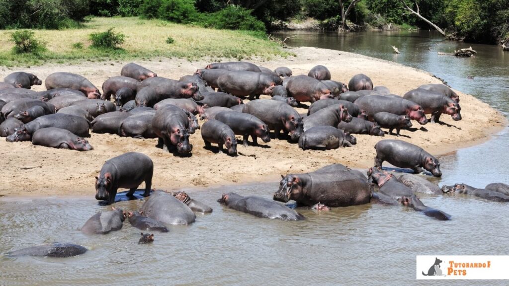 Uma visão panorâmica de uma manada de hipopótamos (pod) descansando em águas rasas ao pôr do sol, com garças brancas pousadas sobre seus dorsos.