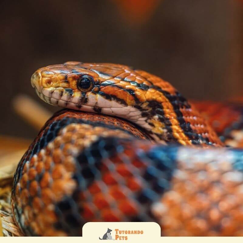 Foto em close de uma Jiboia exibindo sua coloração iridescente sob luz natural. Ela é uma das cobras de estimação mais linda que existe