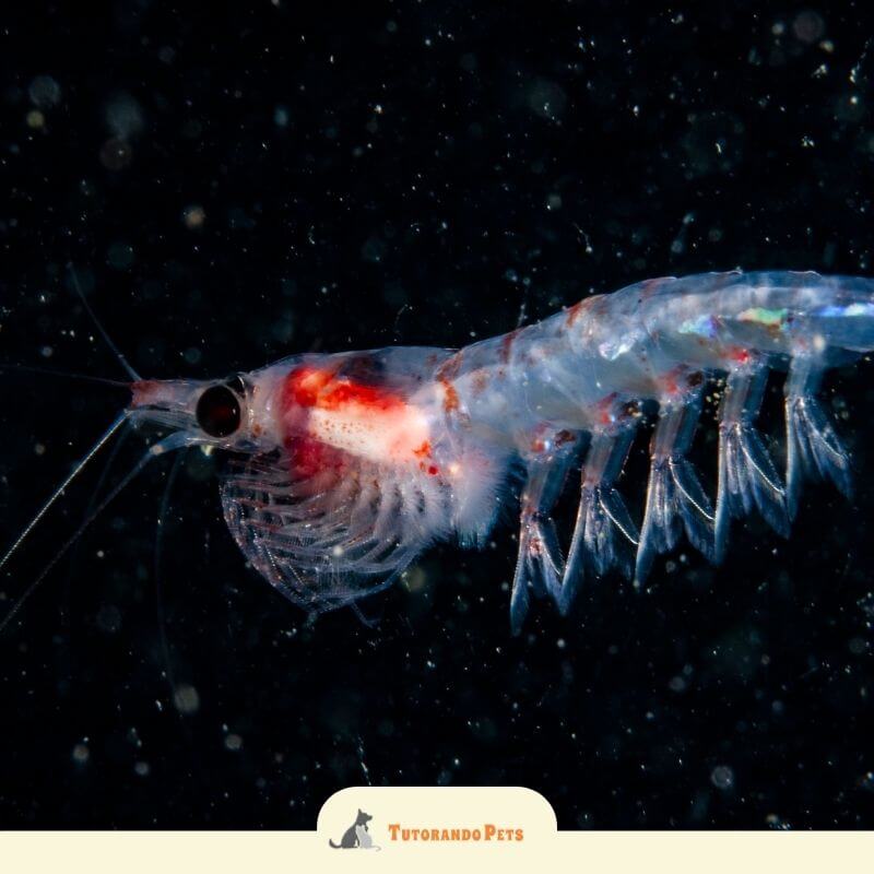 Fotografia macro com fundo escuro mostrando os detalhes de um krill (um minúsculo crustáceo semelhante a um camarão). Seu corpo é translúcido, revelando órgãos internos avermelhados e pernas com pequenas cerdas. Na parte inferior, há o logotipo "Tutorando PETS