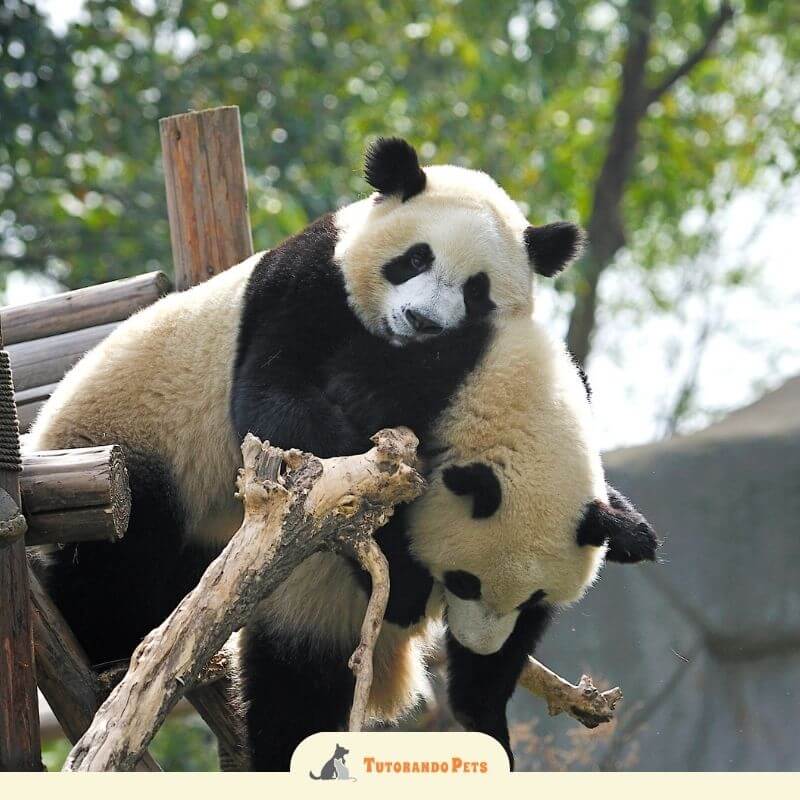 Dois pandas gigantes em 2025 criados em cativeiro. Momento afetuoso entre dois pandas em uma estrutura de madeira. O panda maior (mãe) parece abraçar ou apoiar o menor (filhote) enquanto descansam juntos ao ar livre.