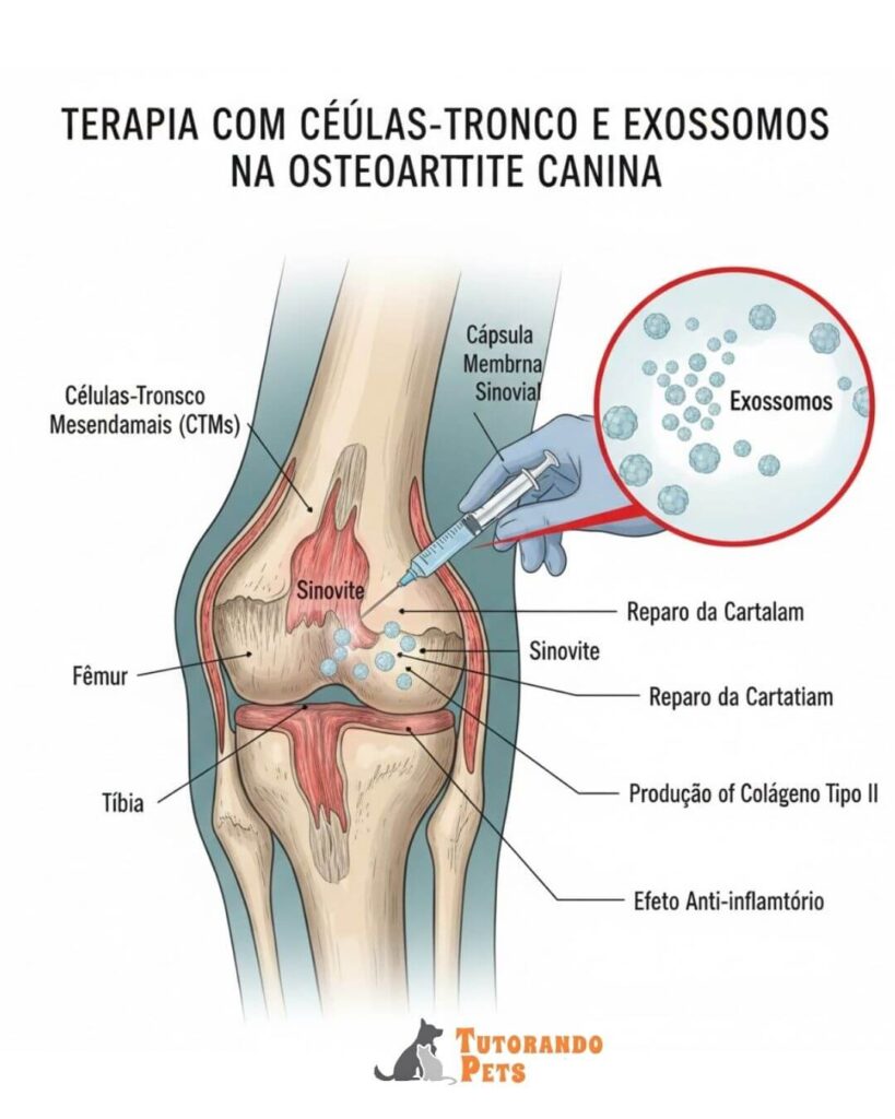 Uma ilustração científica detalhada de uma articulação canina mostrando a aplicação de células-tronco e o processo de liberação de exossomos regenerando a cartilagem hialina e reduzindo a sinovite.