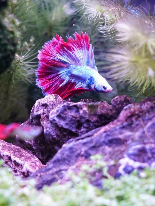 5 Peixes Ideais Para Iniciantes