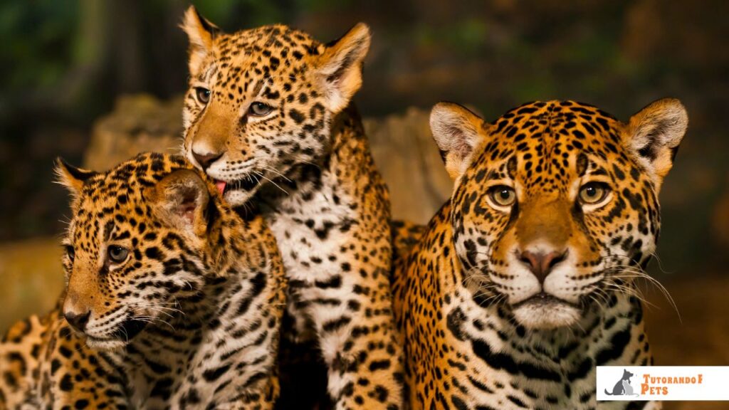 Uma fêmea de onça-pintada com dois filhotes, demonstrando o comportamento de cuidado parental