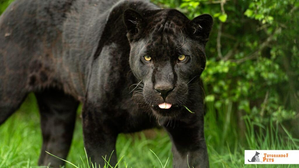 Uma onça-pintada melânica (onça-preta) em meio à folhagem densa, destacando o camuflagem natural.