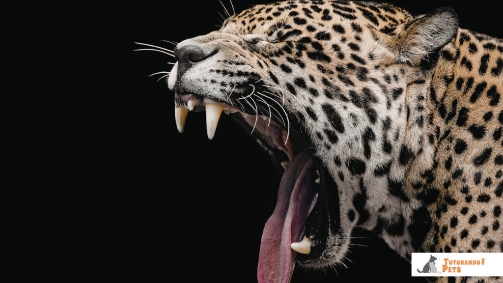 Close-up detalhado do crânio de uma onça-pintada, focando nos caninos e na robustez da mandíbula superior. 