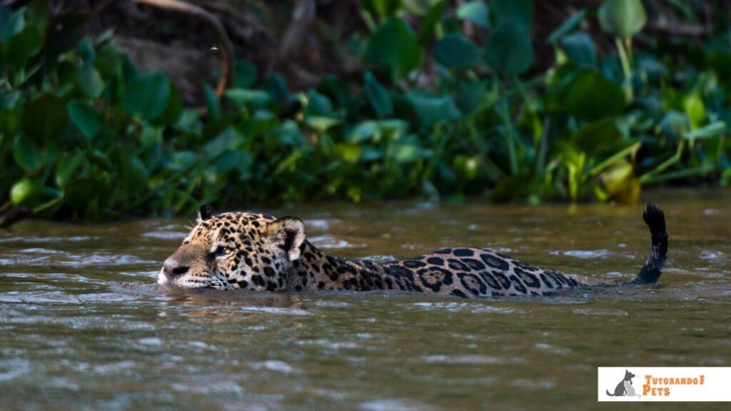 Uma onça-pintada nadando em um rio no Pantanal, com apenas os olhos e as orelhas acima da linha da água. 