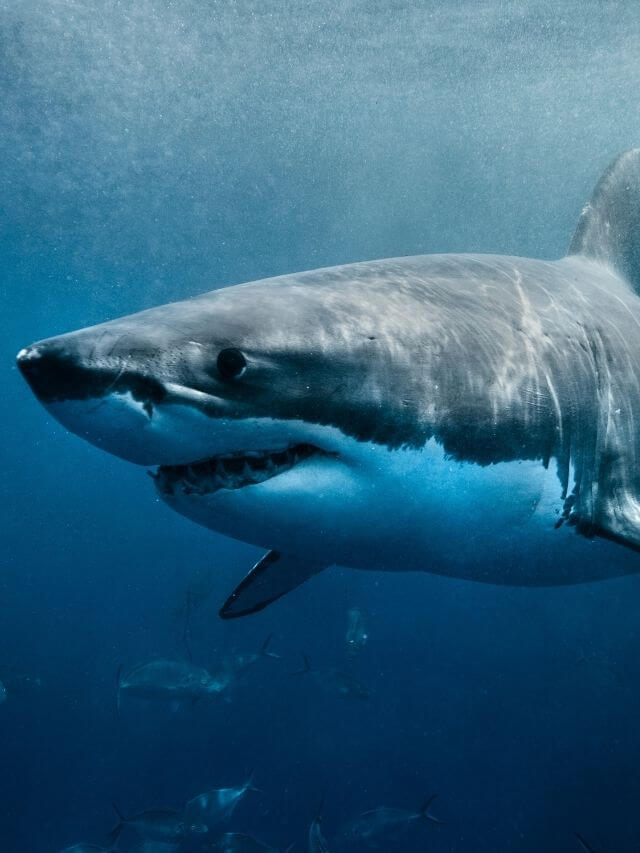 Tubarões: Mitos e Verdades Reais