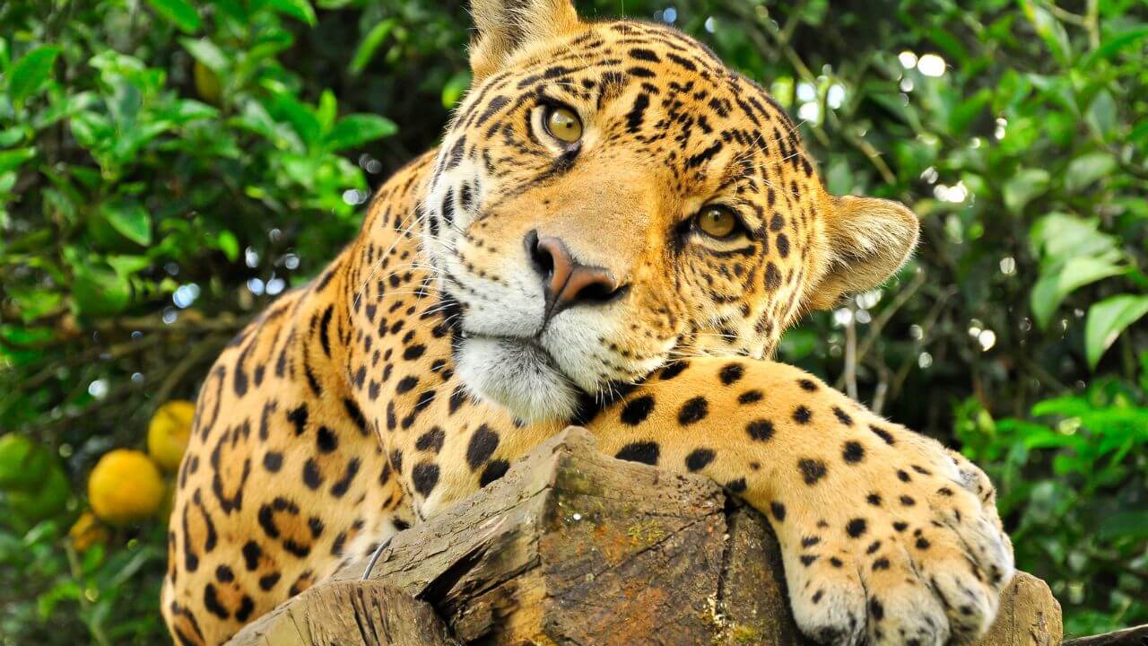 tudo sobre a onça-pintada