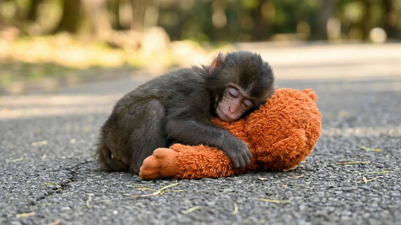 Um filhote de macaco pequeno e de pelos escuros deitado sobre o asfalto cinza, abraçado de forma protetora a um urso de pelúcia laranja. O macaquinho está com os olhos fechados e a cabeça encostada no brinquedo, transmitindo uma sensação de carência e vulnerabilidade.