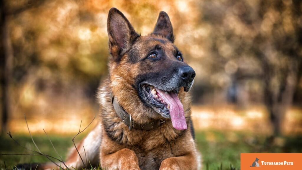 Close lateral de um filhote de Pastor Alemão olhando fixamente para cima, destacando seus olhos escuros e orelhas em pé. O fundo é neutro e em tons terrosos. Logotipo "Tutorando Pets" no canto inferior direito.