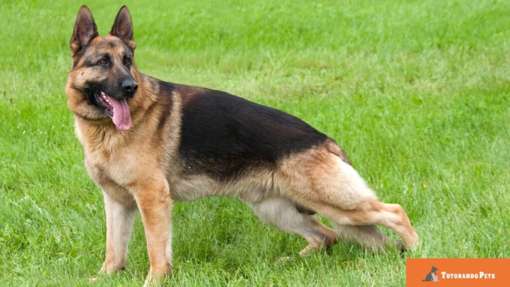 Foto de corpo inteiro de um Pastor Alemão em pé sobre um gramado verde, visto de perfil. O cão tem a pelagem clássica em preto e canela e está com a boca aberta. Logotipo "Tutorando Pets" no canto inferior direito.