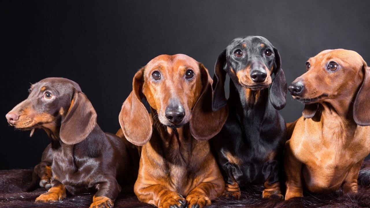 Dachshund Pelo Longo, Curto ou Duro. Um retrato fotográfico de estúdio, em plano médio, de quatro cães da raça Dachshund (teckel) sentados em uma superfície escura e fofinha contra um fundo preto. Todos os cães olham diretamente para a câmera. Da esquerda para a direita: um Dachshund marrom-chocolate e canela, um Dachshund ruivo (comum) maior no centro, um Dachshund preto e canela, e outro Dachshund ruivo na ponta direita. Seus corpos estão próximos uns dos outros, preenchendo o quadro. A iluminação é suave e uniforme, destacando a textura de seus pelos lisos e as cores variadas.