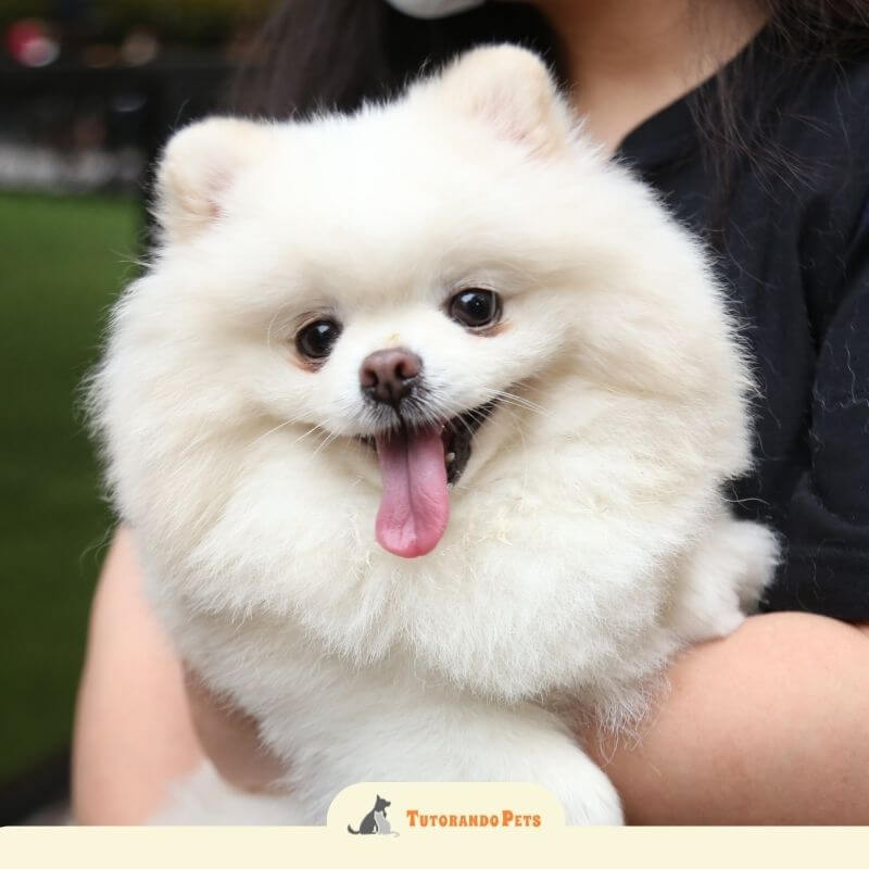 Um close-up adorável da cabeça de um Lulu da Pomerânia branco como a neve, sendo segurado por uma pessoa de camisa preta. O cão está olhando diretamente para a câmera com grandes olhos castanhos, a boca aberta e a língua rosada para fora, parecendo feliz e relaxado. O logotipo "Tutorando Pets" está no canto inferior direito.