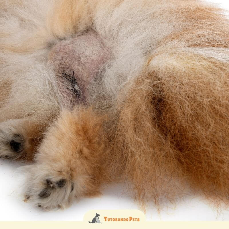 Um close-up da área inguinal e abdominal de um Lulu da Pomerânia fofo de pelagem bicolore, laranja e creme. A imagem foca em uma ferida cirúrgica que foi fechada com vários pontos pretos visíveis. A ferida está cercada por pelos raspados e a pele está visivelmente irritada e avermelhada. O logotipo "Tutorando Pets" está no canto inferior direito.
