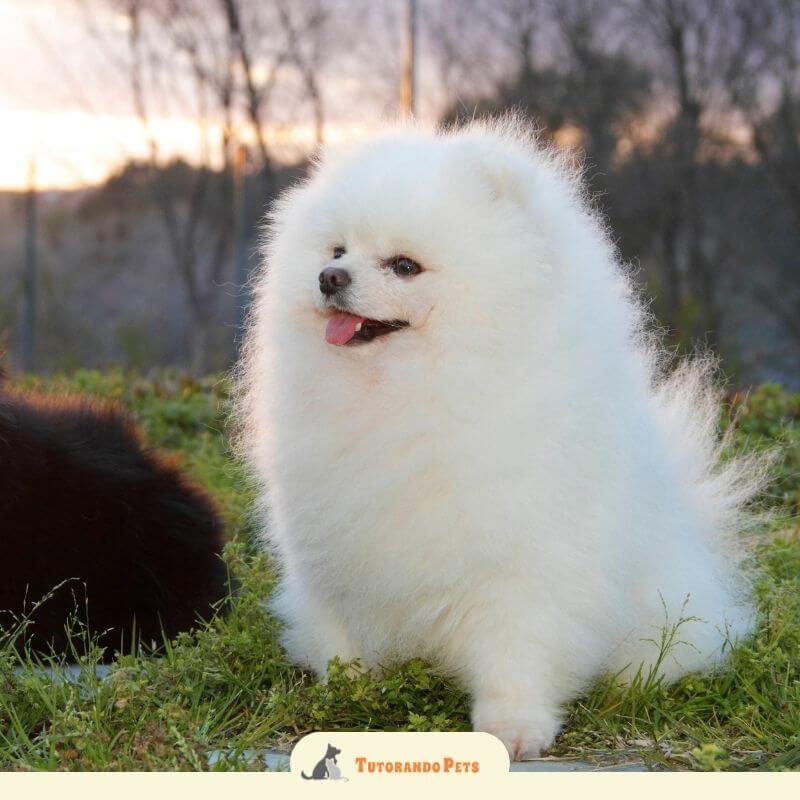 Um cão Lulu da Pomerânia de pelagem branca fofa e volumosa está sentado na grama verde ao pôr do sol. O cão está olhando para a esquerda com a boca aberta e a língua de fora, parecendo satisfeito. O sol está se pondo no horizonte, criando um brilho suave e quente. No canto inferior esquerdo, há uma porção de um cão de pelagem preta. O logotipo "Tutorando Pets" está no canto inferior direito.