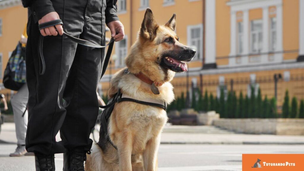 Pastor Alemão usando um peitoral de trabalho, sentado ao lado de seu condutor (visto apenas da cintura para baixo). O cenário sugere um ambiente urbano com prédios clássicos ao fundo. Logotipo "Tutorando Pets" no canto inferior direito.