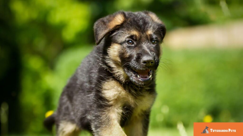 Filhote de Pastor Alemão correndo em um gramado ensolarado. O foco está no rosto do filhote, que demonstra alegria e energia. Logotipo "Tutorando Pets" no canto inferior direito.