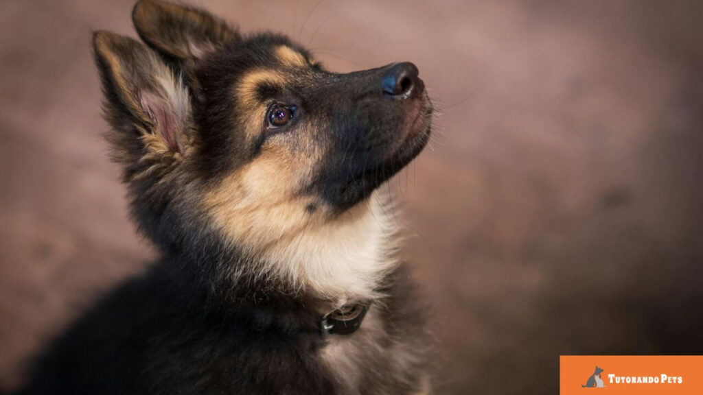 Close lateral de um filhote de Pastor Alemão olhando fixamente para cima, destacando seus olhos escuros e orelhas em pé. O fundo é neutro e em tons terrosos. Logotipo "Tutorando Pets" no canto inferior direito.